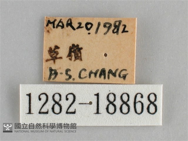 青眼蛺蝶、孔雀青蛺蝶藏品圖，第3張