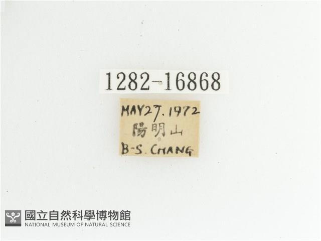 艷金龜藏品圖，第2張