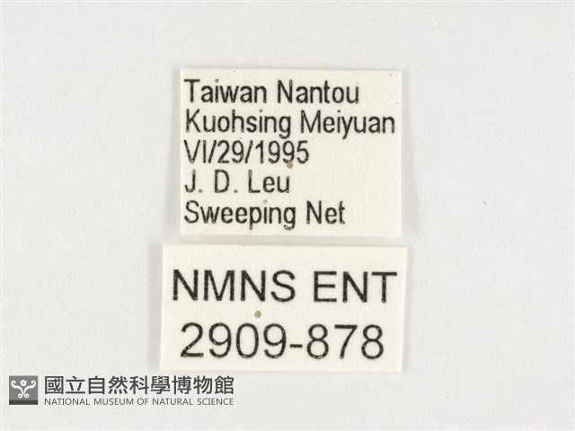 小紫斑蝶藏品圖，第3張