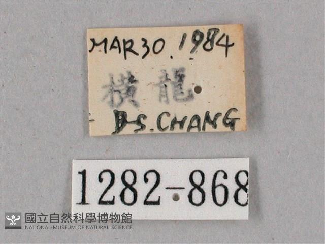 榆綠天蛾藏品圖，第3張