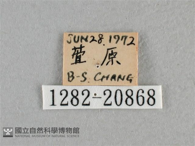 白斑弄蝶藏品圖，第3張