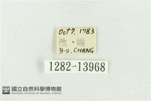 紅暈散紋夜蛾藏品圖，第3張