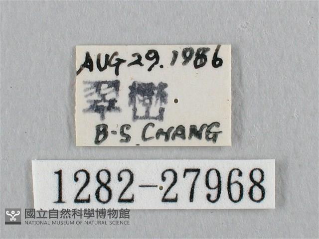 銀斑黃鉤蛾藏品圖，第3張