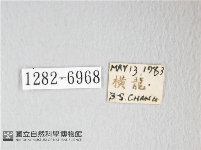 圓翅大鉤蛾藏品圖，第3張