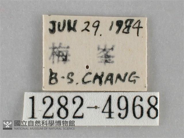 基褐刺蛾藏品圖，第3張