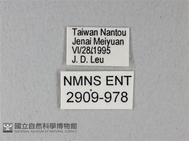異粉蝶、雌白黃蝶藏品圖，第3張