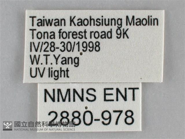扁刺蛾藏品圖，第3張