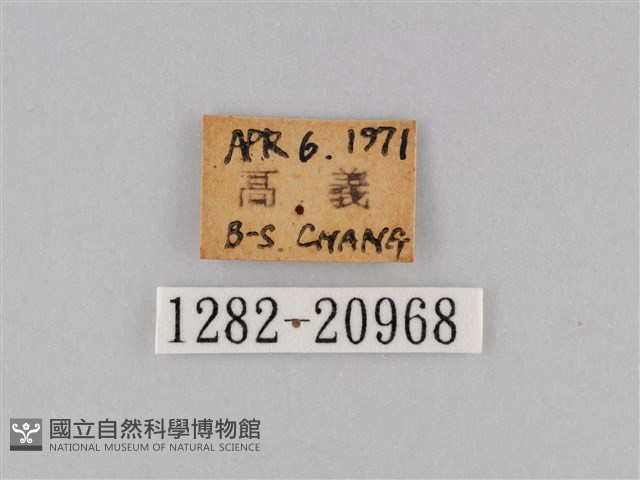 褐翅蔭眼蝶藏品圖，第3張