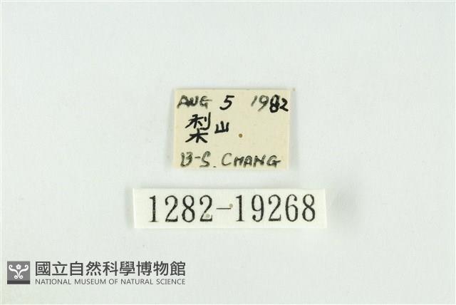 寬紋黃毒蛾藏品圖，第3張