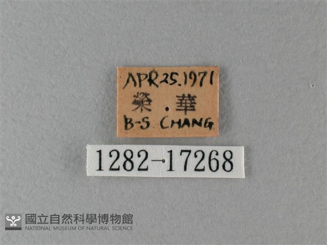 大絹斑蝶藏品圖，第3張
