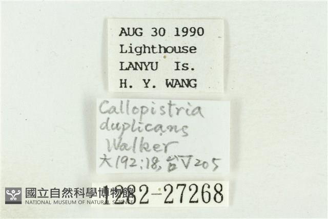 弧角散紋夜蛾藏品圖，第3張