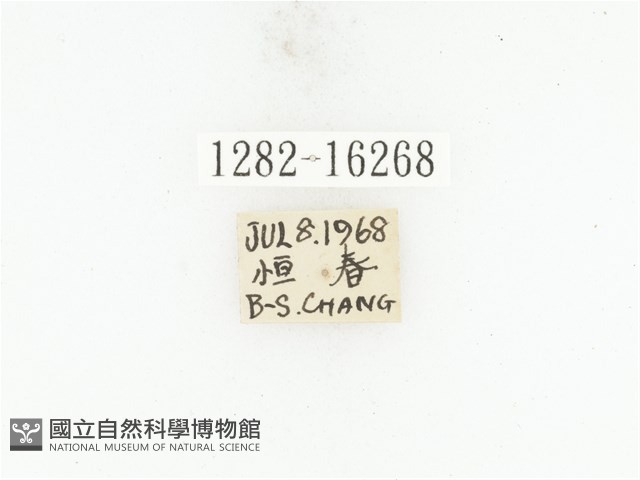 藍艷白點花金龜藏品圖，第2張