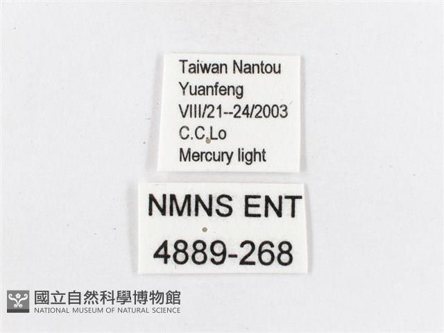 蓬萊茶斑蛾藏品圖，第3張