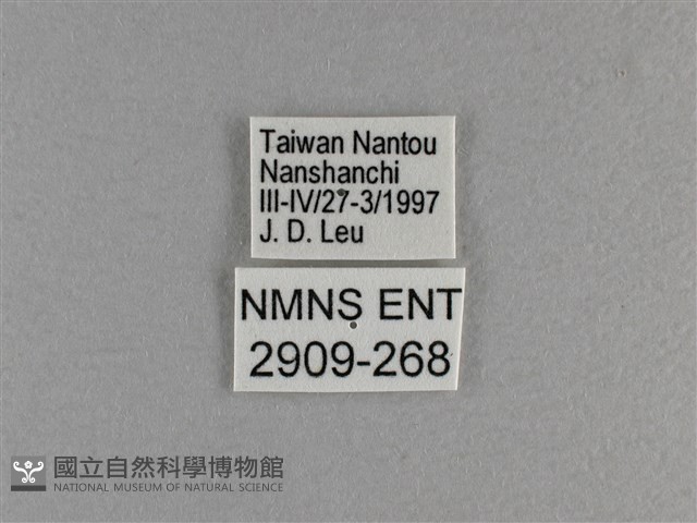 小雙尾蛺蝶藏品圖，第3張