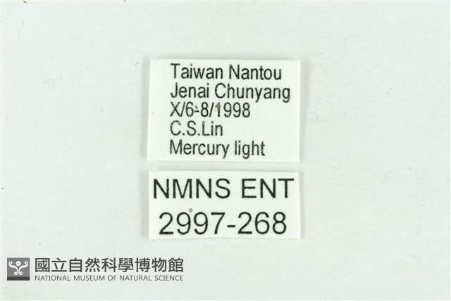 粉紅帶散紋夜蛾藏品圖，第3張