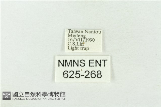 臺灣銀斑異波紋蛾藏品圖，第3張