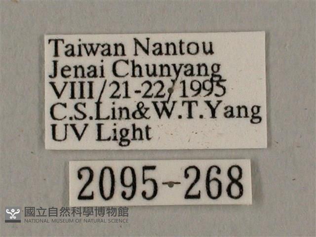 廣東鷹翅天蛾藏品圖，第3張