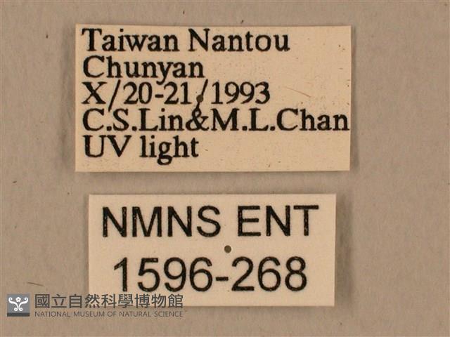 背中白天蛾藏品圖，第3張