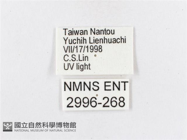 蓬萊茶斑蛾藏品圖，第3張