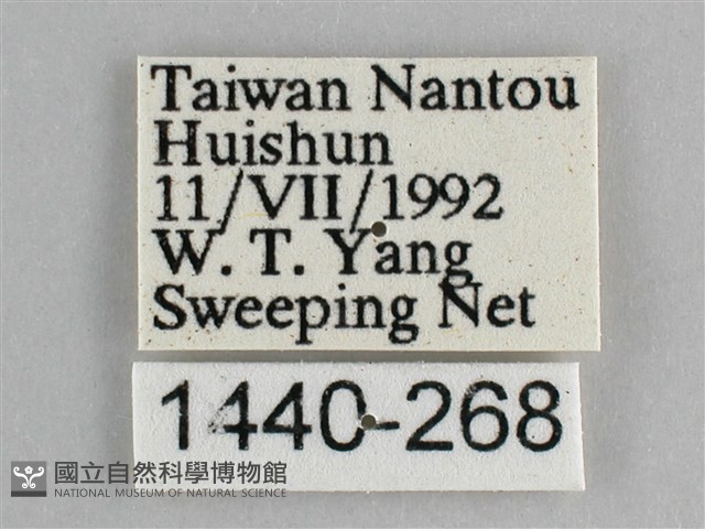 臺灣環蛺蝶藏品圖，第3張