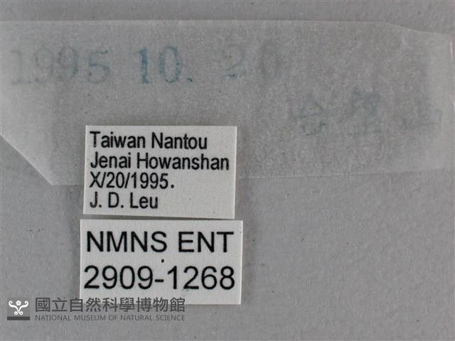 黃星弄蝶藏品圖，第3張