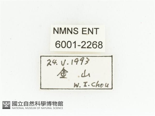 淡水長鬚金龜藏品圖，第2張