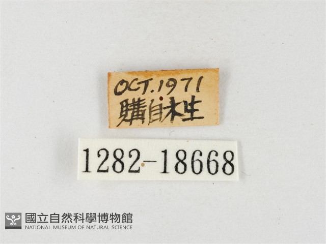 星黃蝶藏品圖，第3張