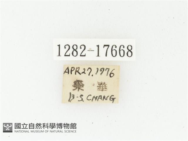 血紅虎斑花金龜藏品圖，第2張