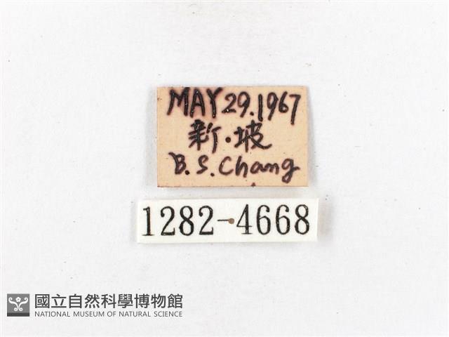 木毒蛾藏品圖，第3張