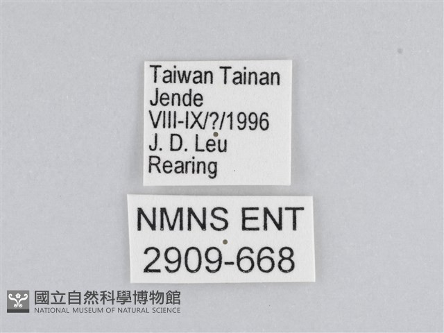 樺斑蝶藏品圖，第3張