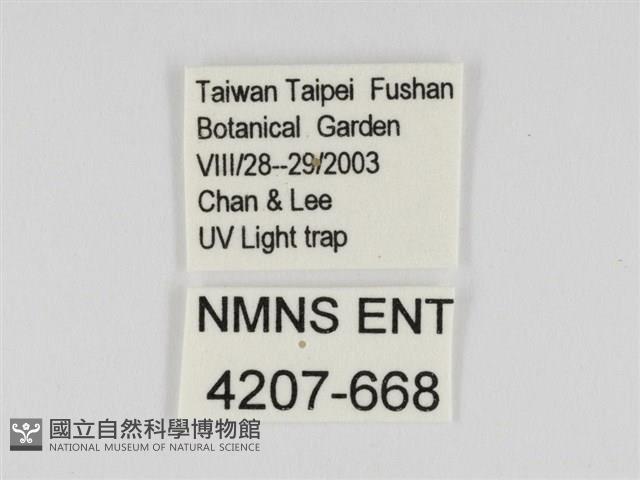 線紋篩蛾藏品圖，第3張