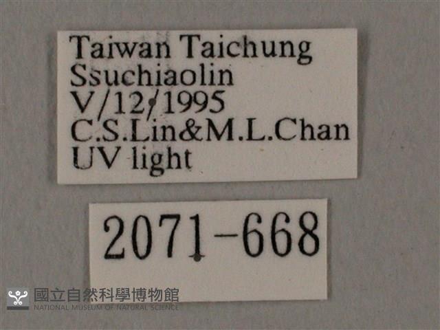 蝦殼天蛾藏品圖，第3張