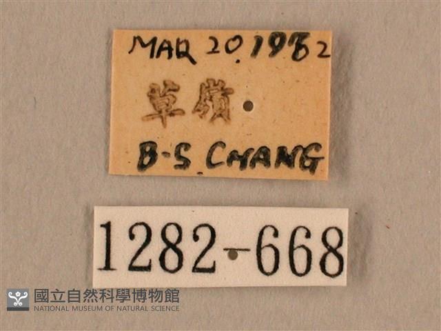 背線天蛾藏品圖，第3張