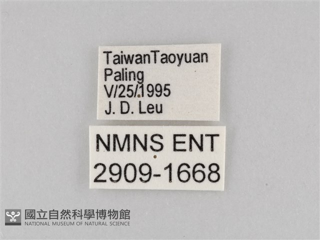 大波眼蝶藏品圖，第3張