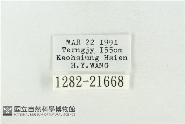 素木綠刺蛾藏品圖，第3張