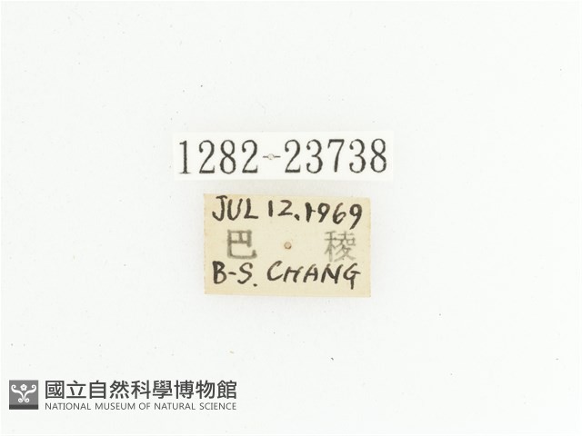 黃斑陷紋金龜藏品圖，第2張