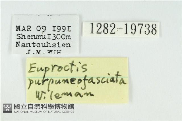 寬紋黃毒蛾藏品圖，第3張