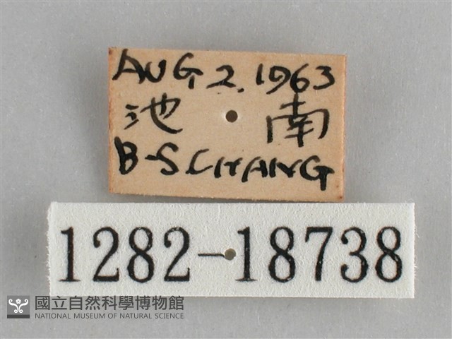 圓翅紫斑蝶藏品圖，第3張
