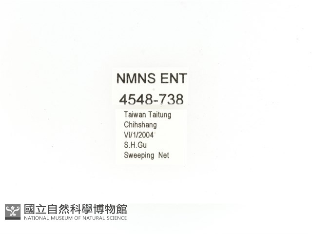 金艷騷金龜藏品圖，第2張