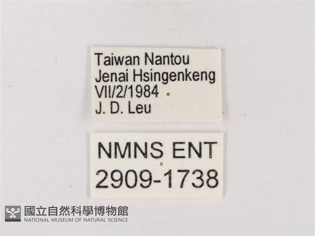 碧翠灰蝶藏品圖，第3張