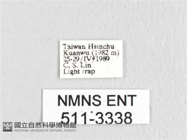 銀肩枯葉蛾藏品圖，第3張