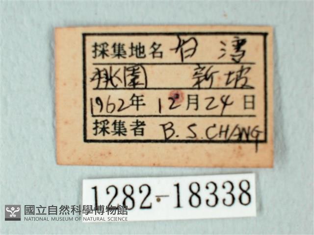 荷氏黃蝶藏品圖，第3張