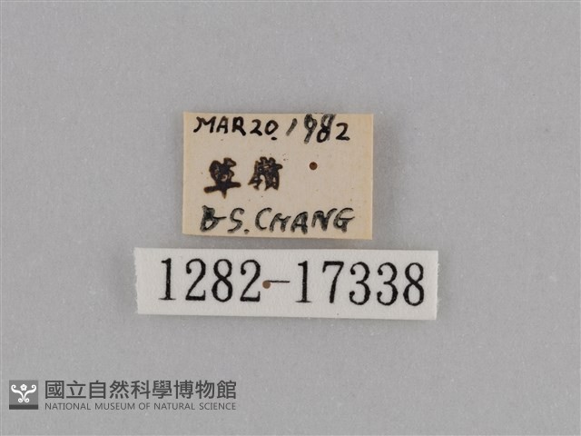 異紋紫斑蝶藏品圖，第3張