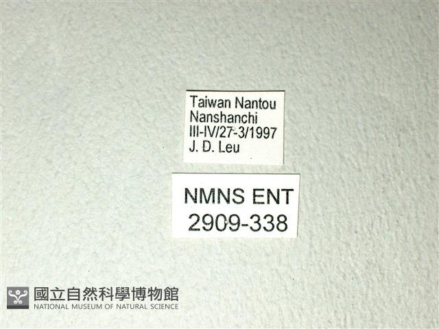 黃星斑鳳蝶藏品圖，第3張