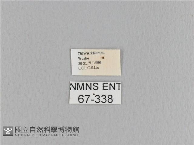 大褐斑枯葉蛾藏品圖，第3張