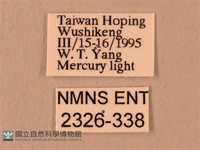 楓天蛾藏品圖，第3張