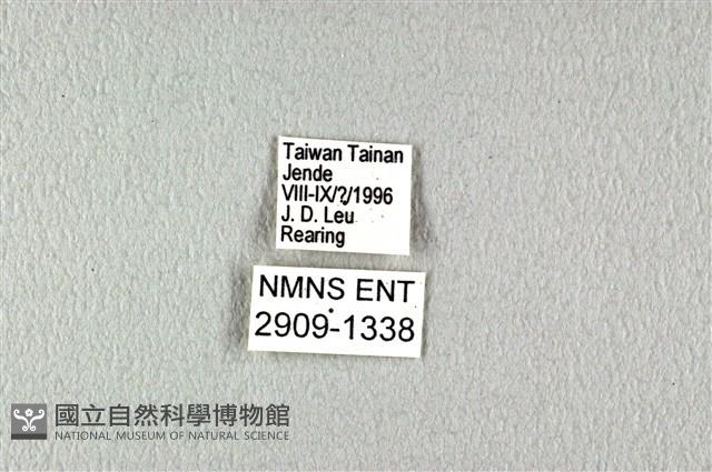 花鳳蝶、無尾鳳蝶藏品圖，第3張