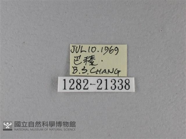 小星弄蝶藏品圖，第3張