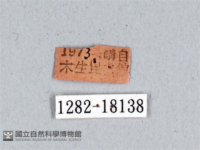 翠斑青鳳蝶藏品圖，第3張