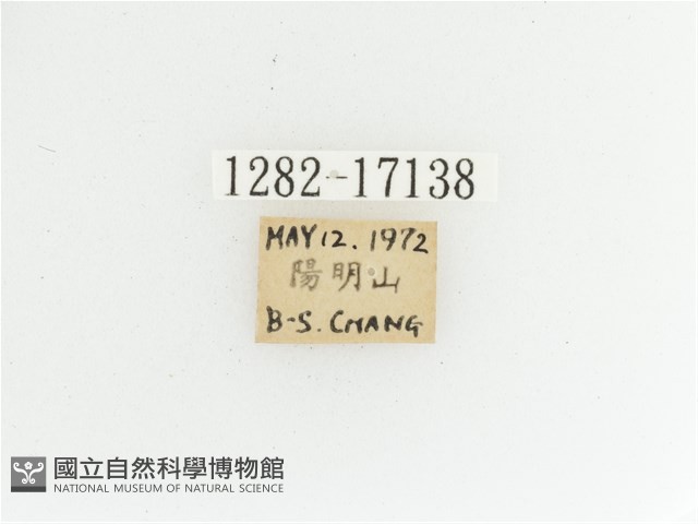 艷金龜藏品圖，第2張
